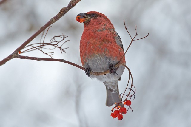 Щур
Фотограф: VictorV
Pine Grosbeak
Просмотров: 830
Комментариев: 3