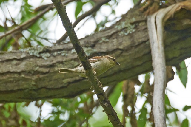 Russet Sparrow
Фотограф: VictorV
Рыжий воробей, самка

Просмотров: 593
Комментариев: 0