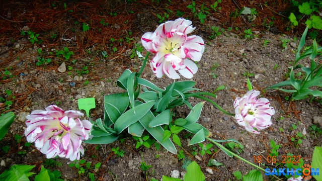 DSC09859