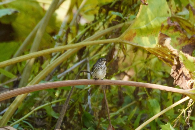 Пестрогрудая мухоловка
Фотограф: VictorV
Grey-streaked Flycatcher
Просмотров: 500
Комментариев: 0