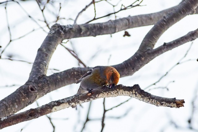 Pine Grosbeak
Фотограф: VictorV
Щур
Просмотров: 695
Комментариев: 0