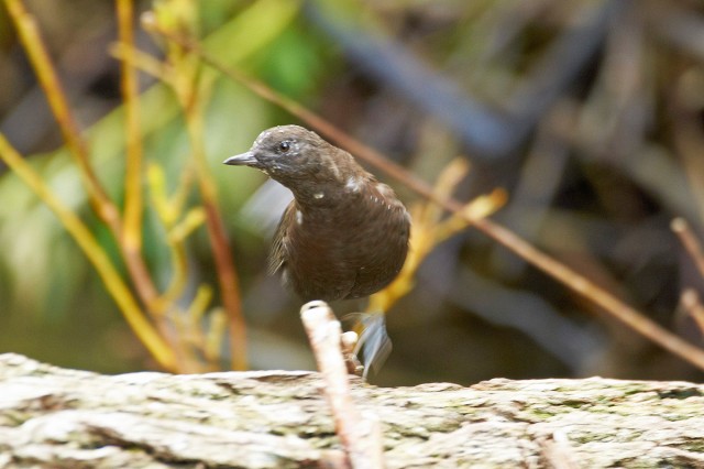 Brown Dipper
Фотограф: VictorV
Бурая оляпка
Просмотров: 825
Комментариев: 0