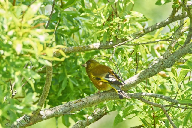 Китайская зеленушка
Фотограф: VictorV
Grey-capped Greenfinch
Просмотров: 487
Комментариев: 0