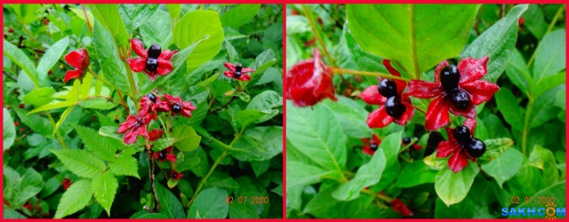 MyCollages

Просмотров: 421
Комментариев: 0