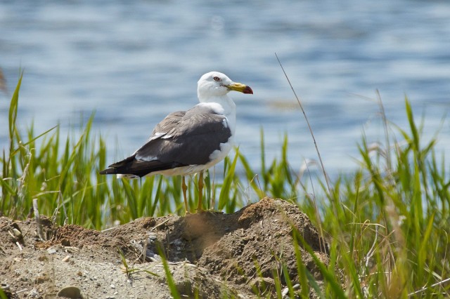 Чернохвостая чайка
Фотограф: VictorV
Black-tailed Gull

Просмотров: 370
Комментариев: 2