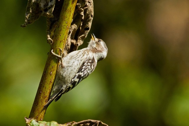 Japanese Pygmy Woodpecker
Фотограф: VictorV
Малый острокрылый дятел

Просмотров: 526
Комментариев: 1