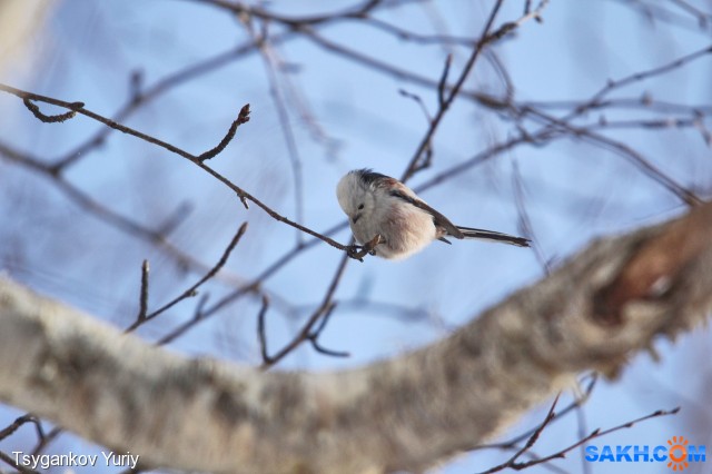 Ополовник
Фотограф: Tsygankov Yuriy

Просмотров: 435
Комментариев: 0
