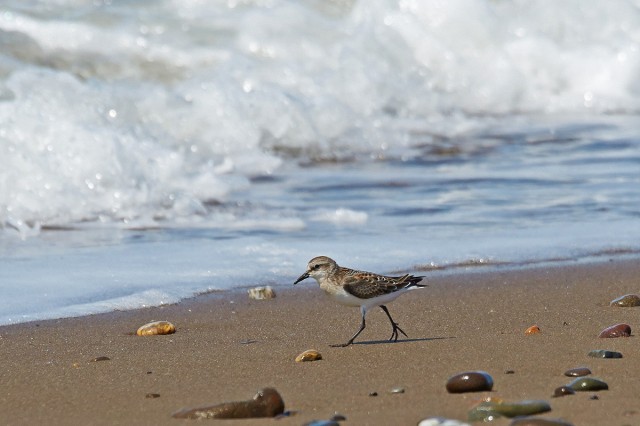 Кулик-воробей
Фотограф: VictorV
Little Stint
Просмотров: 571
Комментариев: 0