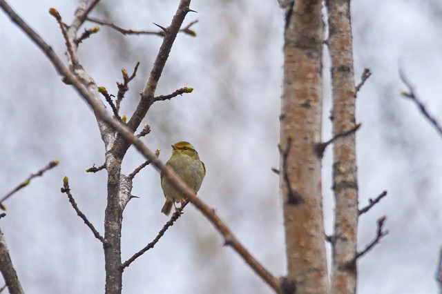 Pallas's Leaf Warbler
Фотограф: VictorV
Корольковая пеночка
Просмотров: 333
Комментариев: 0