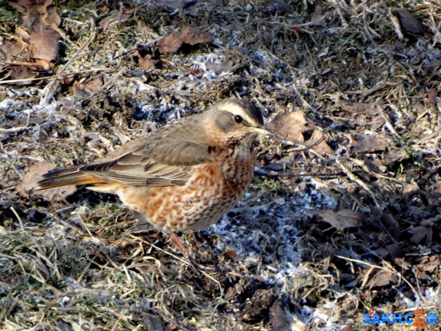 DSC09264_н
21.02.2017
Просмотров: 474
Комментариев: 1
