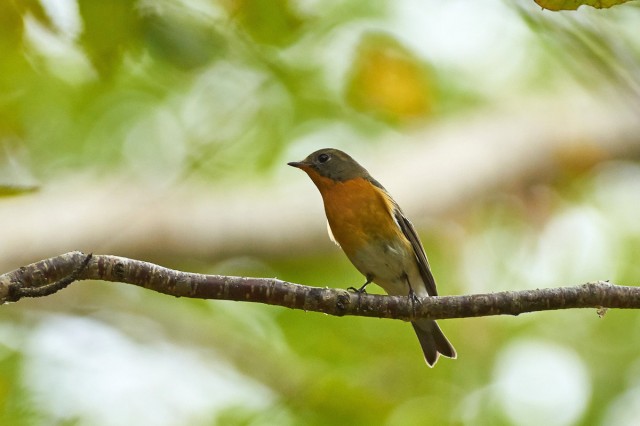 Mugimaki Flycatcher
Фотограф: VictorV
Таёжная мухоловка
Просмотров: 1208
Комментариев: 1