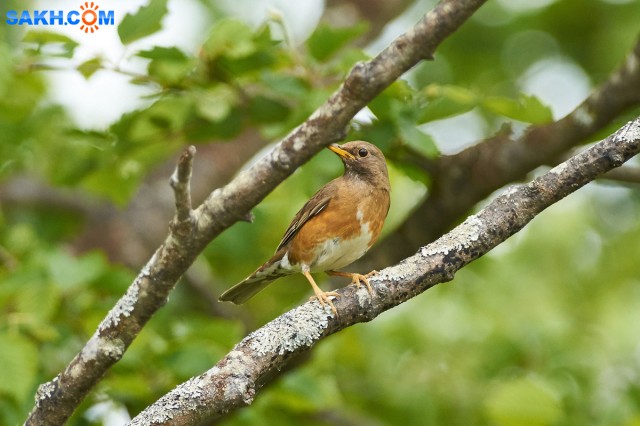 Золотистый дрозд
Фотограф: VictorV
Brown-headed Thrush
Просмотров: 398
Комментариев: 0