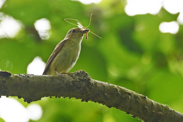 Японская мухоловка, самка
Фотограф: VictorV
Narcissus Flycatcher, female
Просмотров: 474
Комментариев: 0