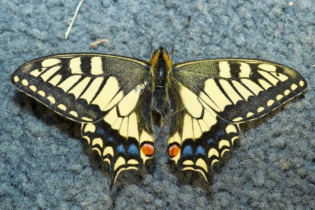 ANISE SWALLOWTAIL
Фотограф: VictorV
Papilio zelicaon

Просмотров: 1507
Комментариев: 1