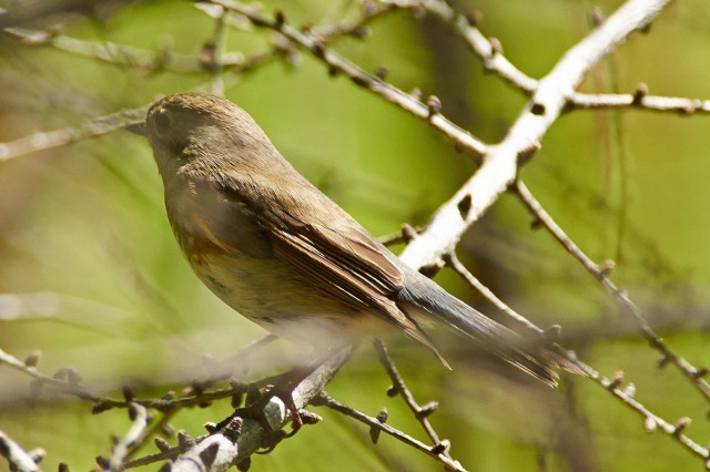 Синехвостка
Фотограф: VictorV
Orange-flanked Bush-robin
Просмотров: 1293
Комментариев: 0