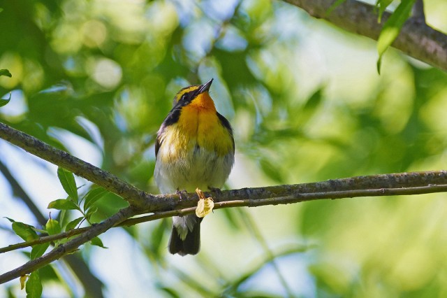 Японская мухоловка, самец
Фотограф: VictorV
Narcissus Flycatcher, male
Просмотров: 504
Комментариев: 1