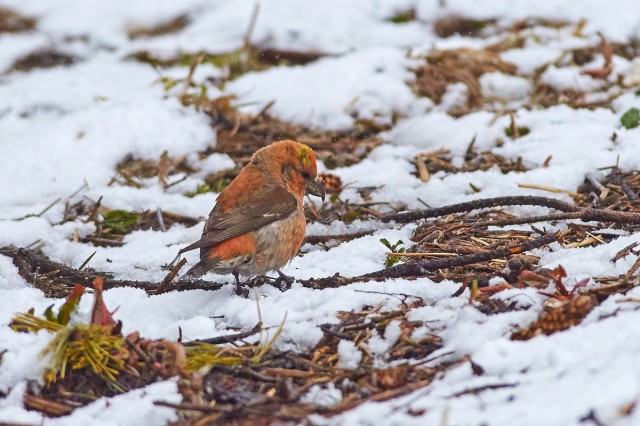 Клёст-еловик
Фотограф: VictorV
Immature male
Просмотров: 588
Комментариев: 0