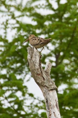 Японский бекас
Фотограф: VictorV
Latham's Snipe
Просмотров: 629
Комментариев: 2