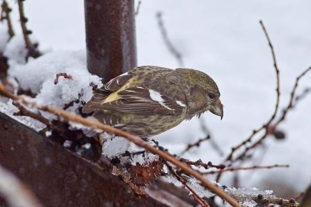 Белокрылый клёст, самка
Фотограф: VictorV
White-winged Crossbill, female
Просмотров: 545
Комментариев: 2