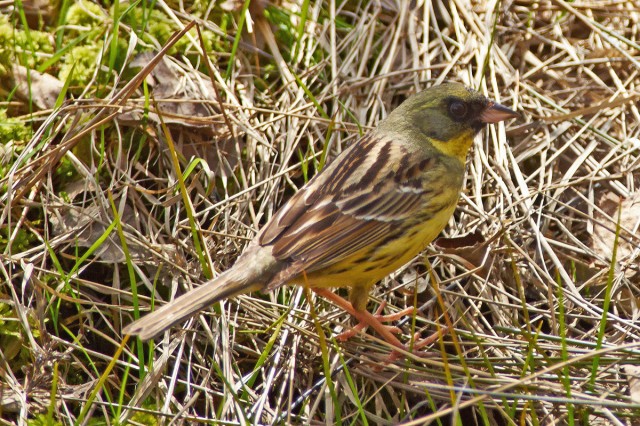 Black-faced Bunting
Фотограф: VictorV
Седоголовая овсянка, самЭц ))
Просмотров: 619
Комментариев: 0