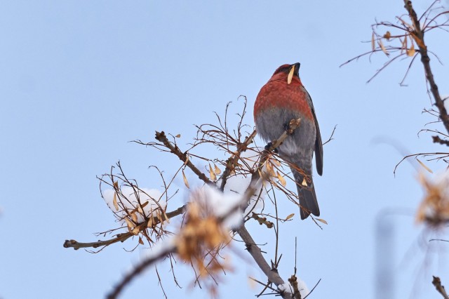 Щур
Фотограф: VictorV
Pine Grosbeak
Просмотров: 931
Комментариев: 0
