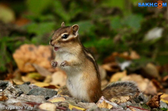 ну что, споем!?
Фотограф: Tsygankov Yuriy

Просмотров: 659
Комментариев: 0