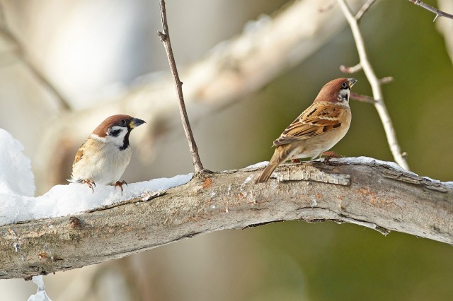 Полевые воробьи
Фотограф: VictorV
Eurasian Tree Sparrow
Просмотров: 1609
Комментариев: 0