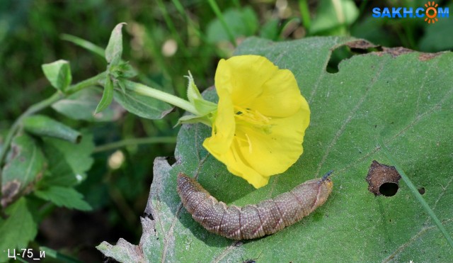 Sphingidae
Бражник
Просмотров: 349
Комментариев: 0