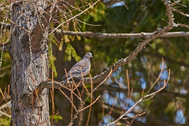 Большая горлица
Фотограф: VictorV
Oriental Turtle-dove
Просмотров: 569
Комментариев: 2