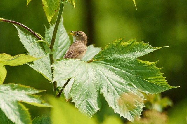 Чернобровая камышевка
Фотограф: VictorV
Black-browed Reed-warbler

Просмотров: 498
Комментариев: 0