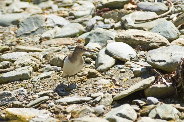 _DSC9263
Фотограф: VictorV
Common Sandpiper
Просмотров: 438
Комментариев: 0