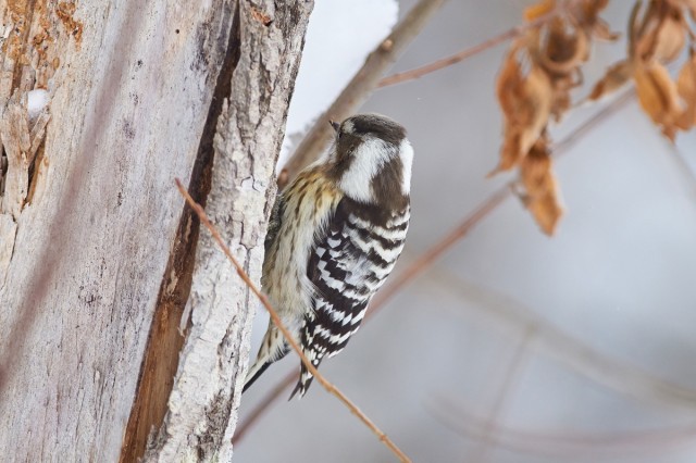 Japanese Pygmy Woodpecker
Фотограф: VictorV
Малый острокрылый дятел
Просмотров: 522
Комментариев: 0