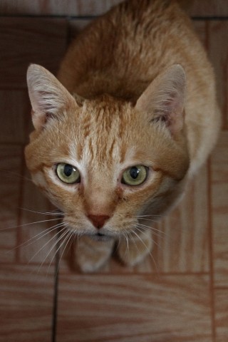 Коту 15 лет.

Просмотров: 6903
Комментариев: 2