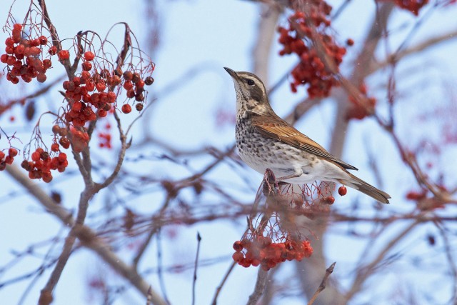Просто Бурый Дрозд ))
Фотограф: VictorV
Dusky Thrush
Просмотров: 1238
Комментариев: 5