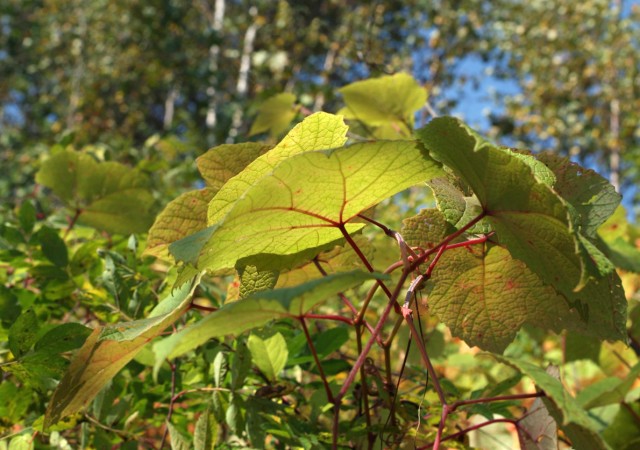 Листья винограда
Фотограф: Mikhaylovich

Просмотров: 995
Комментариев: 3