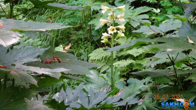 DSC03944
Кардиокринум Глена (лат. Cardiocrinum glehnii) или Лилия Глена — растение из семейства лилейных.
Вид назван в честь Петра Петровича Глена (1835—1876), российского флориста, систематика растений, путешественника, географа и гидрографа, исследователя Приамурья и Сахалина. Многолетнее растение, с крупной луковицей (до 12 см в диаметре). Стебель полый до 2 м высотой, гладкий, прямой. Цветки у растения белые
Кардиокринум Глена отличается тем, что цветёт только один раз в жизни.
Встречается в нашей стране только на юге Сахалина и на острове Кунашир. За пределами России — на островах Хоккайдо и Хонсю.
Реликтовый вид, занесённый в красную книгу.
Просмотров: 301
Комментариев: 0