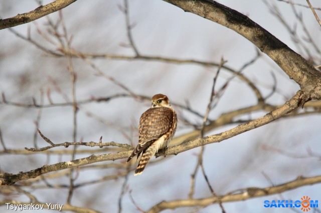 Хищник!
Фотограф: Tsygankov Yuriy

Просмотров: 487
Комментариев: 0