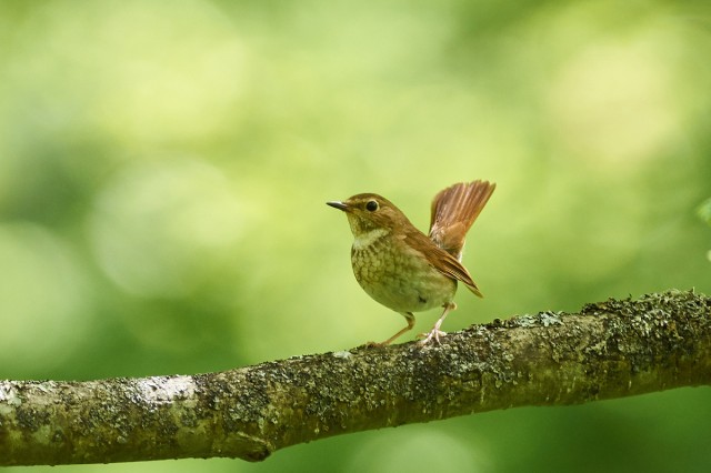 Соловей-свистун
Фотограф: VictorV
Rufous-tailed Robin
Просмотров: 572
Комментариев: 0
