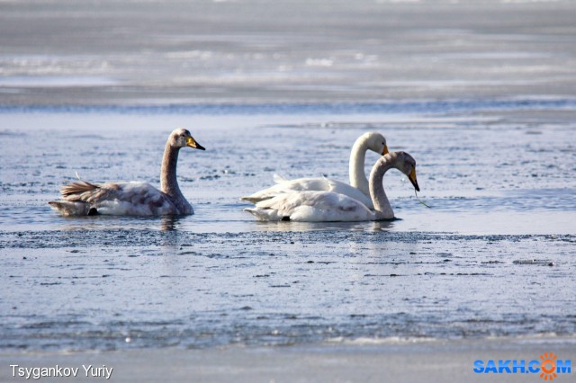 Полюбовались серо-белым лебедем.
Фотограф: Tsygankov Yuriy
Окрас понравился, мраморный!

Просмотров: 980
Комментариев: 0