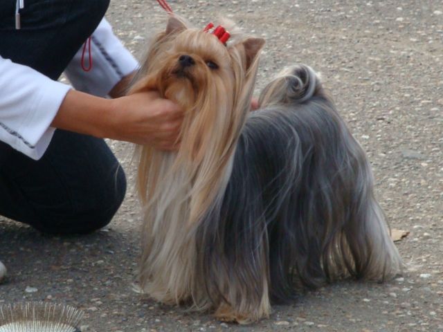 Залом хвоста у йорка как выглядит