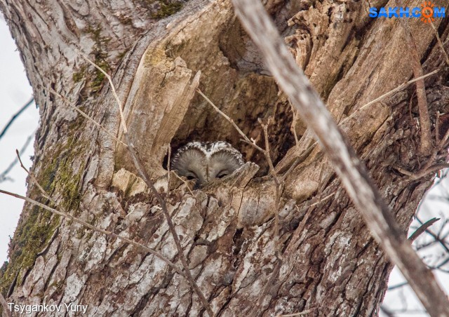Корнелия
Фотограф: Tsygankov Yuriy

Просмотров: 1039
Комментариев: 0