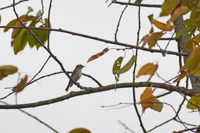 Ширококлювая мухоловка
Фотограф: VictorV
Asian Brown Flycatcher
Просмотров: 533
Комментариев: 0