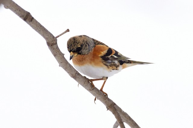 Brambling
Фотограф: VictorV
Юрок / Вьюрок
Просмотров: 738
Комментариев: 4