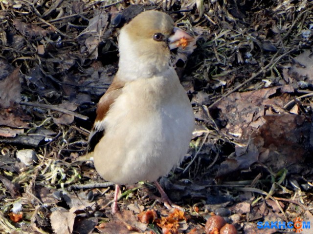 DSC09342_н

Просмотров: 440
Комментариев: 2