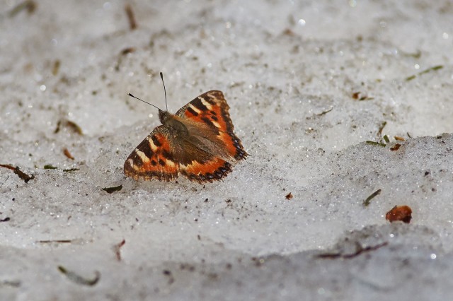Бабочка на снегу )
Фотограф: VictorV

Просмотров: 673
Комментариев: 0