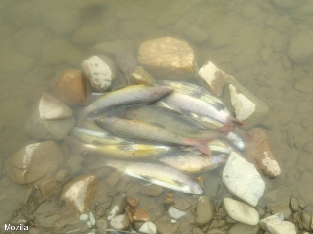 Рыба в река колыма