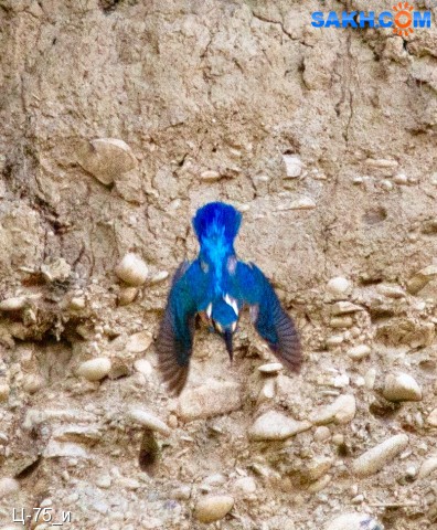 Семейство Alcedinidae
Зимородок
Просмотров: 1173
Комментариев: 0