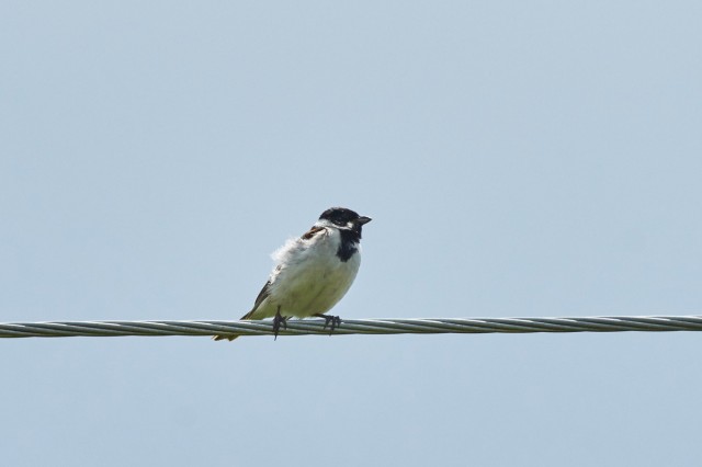 Камышовая овсянка
Фотограф: VictorV
Reed Bunting
Просмотров: 439
Комментариев: 0