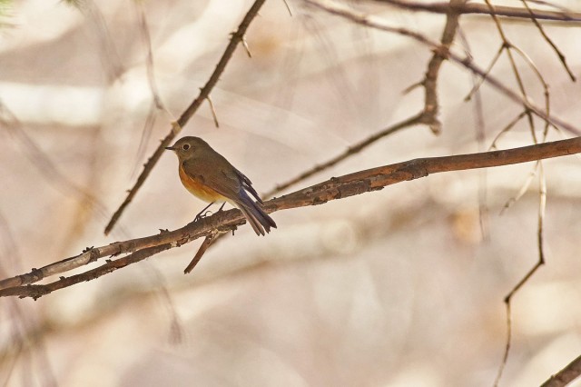 Синехвостка
Фотограф: VictorV
Orange-flanked Bush-robin
Просмотров: 466
Комментариев: 0