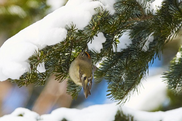 Желтоголовый королёк
Фотограф: VictorV
Goldcrest
Просмотров: 516
Комментариев: 1